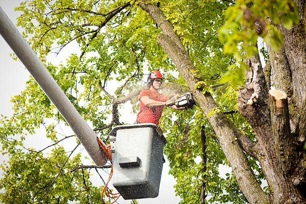 Best Tree Removal  in Red Oak, TX